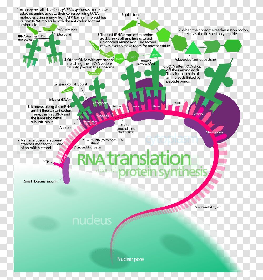 Translation Biology, Soil, Vegetation Transparent Png