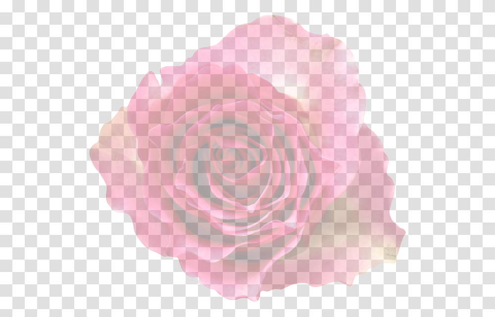 Translucent Background Rose, Plant, Flower, Blossom, Petal Transparent Png