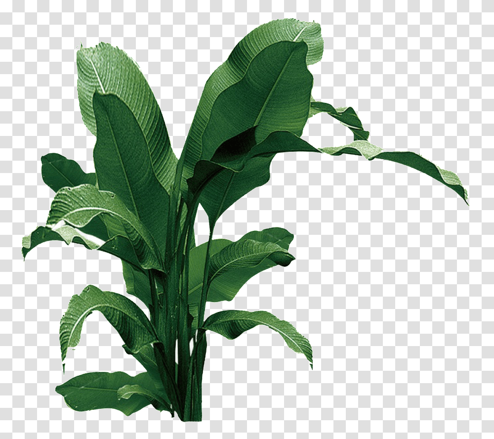 Transpa For Banana Leaves Powerpoint Templates Banana Plant Background, Leaf, Green, Vegetable, Food Transparent Png