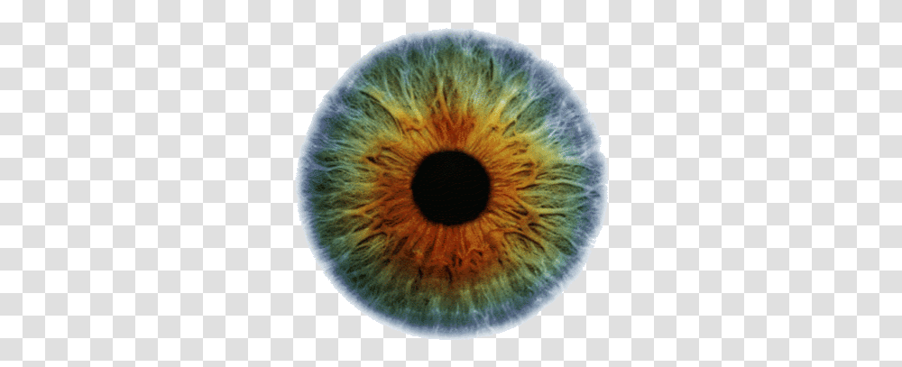 Transparency Discovered By Z O Colorful Iris Eye, Photography, Rug, Pattern, Ornament Transparent Png