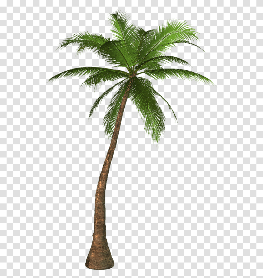 Transparency Palm Trees Portable Network Graphics Clip Palm Tree, Plant, Arecaceae, Leaf Transparent Png