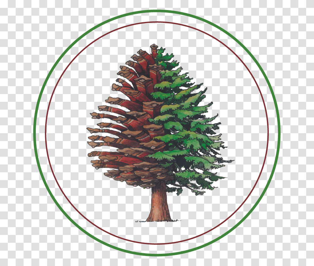 Transparente Circulo, Tree, Plant, Pine, Ornament Transparent Png
