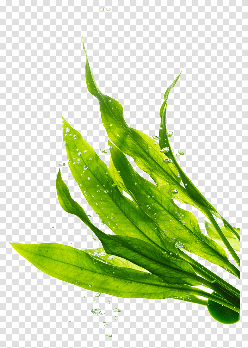 Transparente De Hojas Verdes Seaweed, Leaf, Plant, Green, Grass Transparent Png