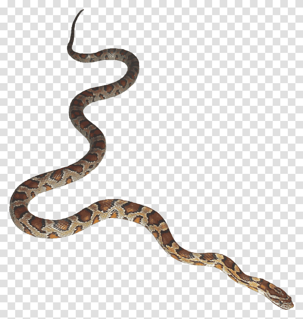 Transparenthalloween Pnghalloweensnake Transparentsnake Snake Background Gif, Reptile, Animal, Rattlesnake Transparent Png