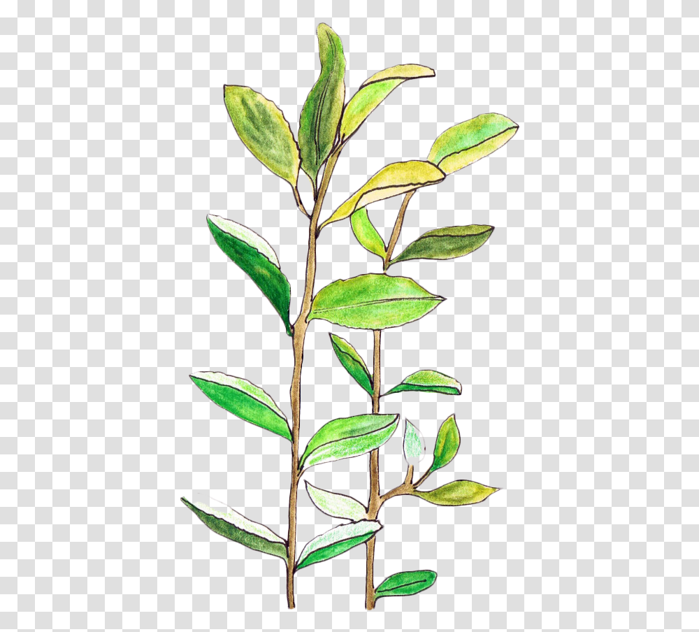 Transparentsticker Blgsoft Grunge Blg Aesthetic Plants Background, Leaf, Annonaceae, Tree, Acanthaceae Transparent Png