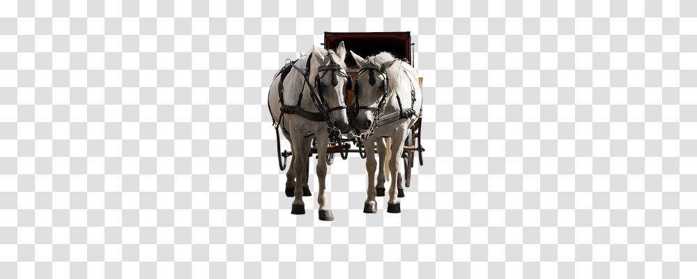 Transport Horse, Mammal, Animal, Vehicle Transparent Png