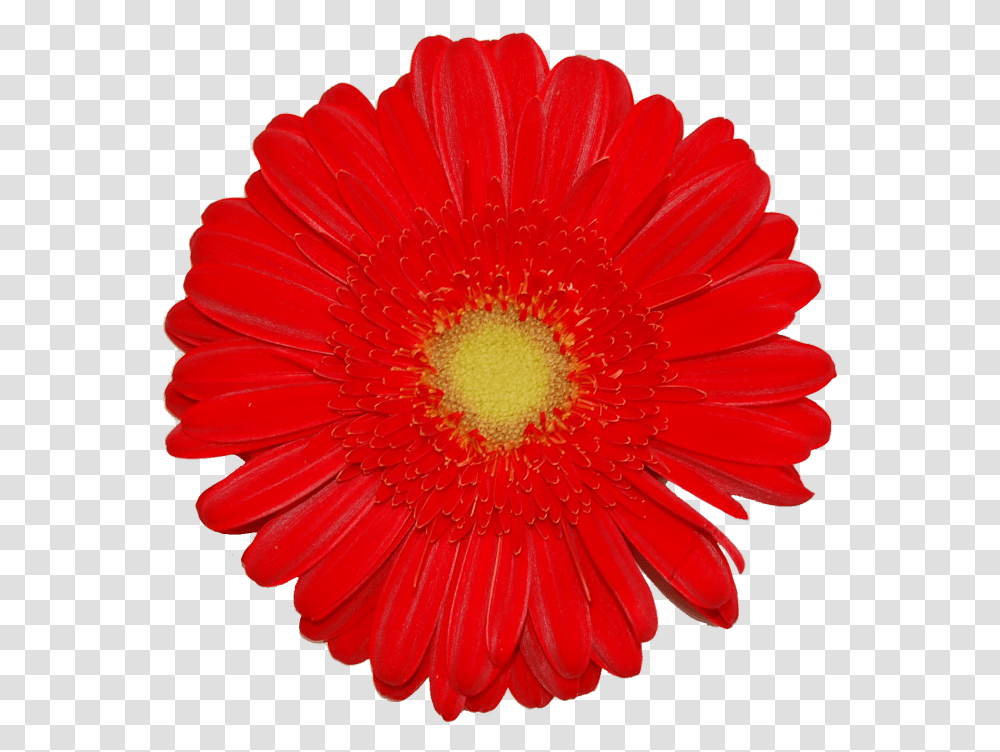 Transvaal Daisy, Plant, Flower, Blossom, Daisies Transparent Png