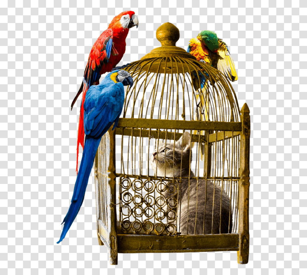 Trapped In A Bird Cage, Animal, Macaw, Parrot, Cat Transparent Png