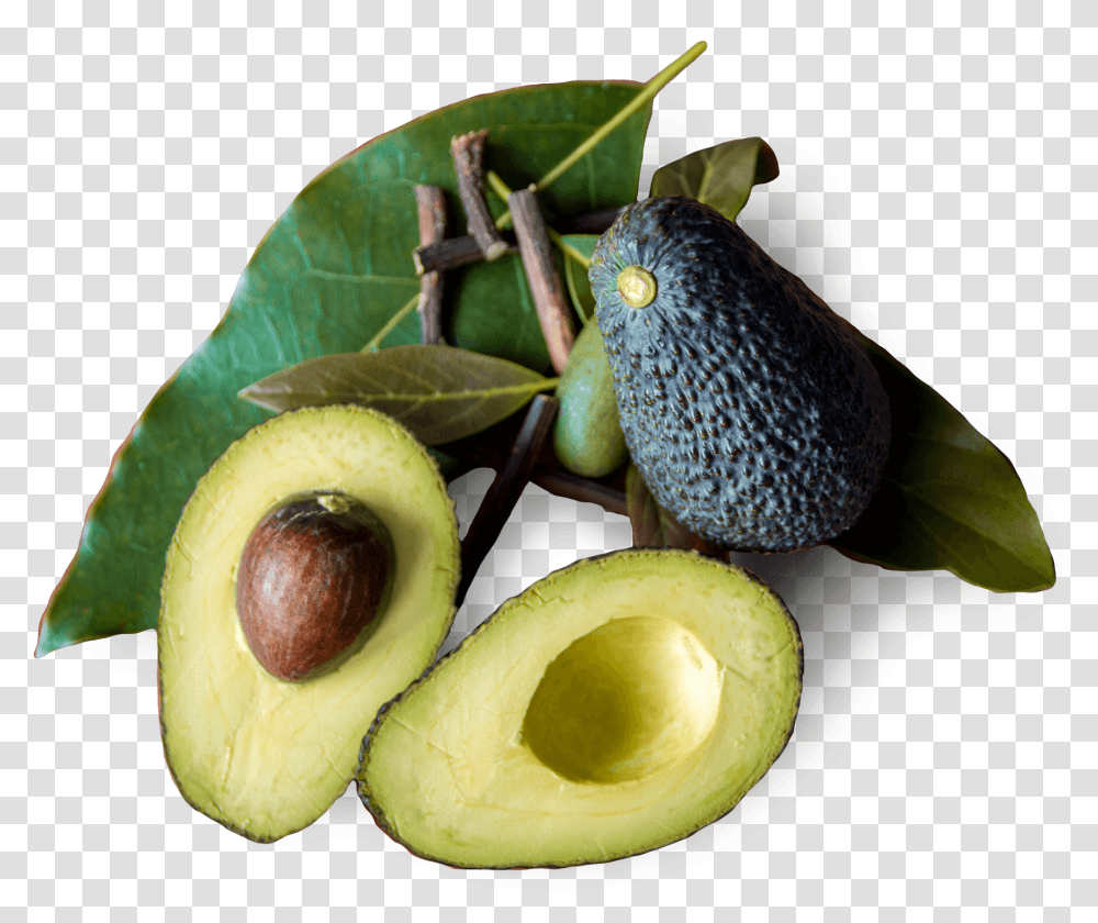 Tratamiento Natural Avocado Avocado, Plant, Fruit, Food, Bird Transparent Png