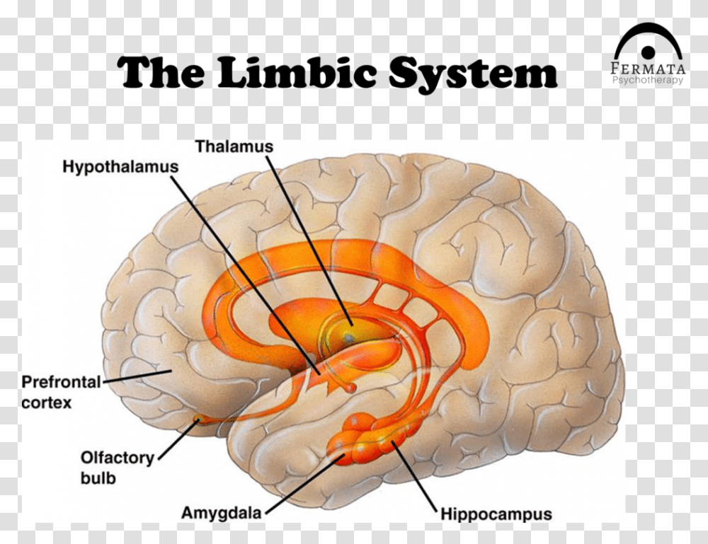 Trauma Ppt Slide 8 Prefrontal Cortex Amygdala Hippocampus Hypothalamus, Jigsaw Puzzle, Game Transparent Png