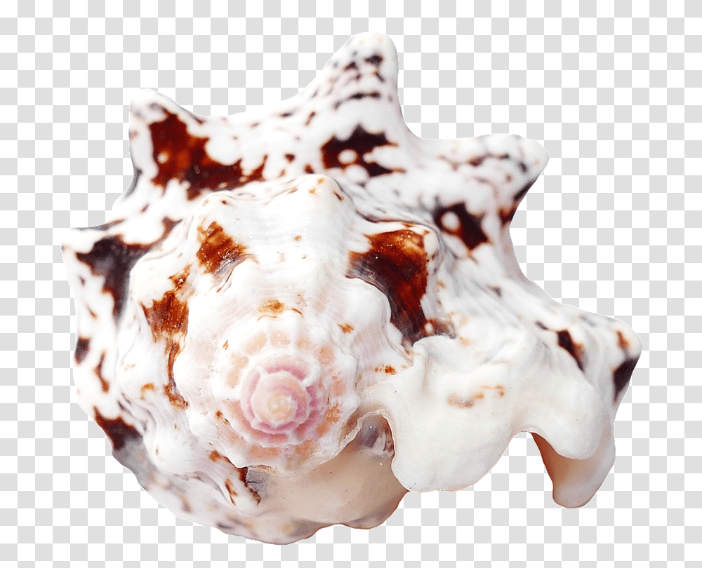 Travel Sea Shells Ocean Beach Vacation Sea Shells Seashell, Conch, Invertebrate, Sea Life, Animal Transparent Png
