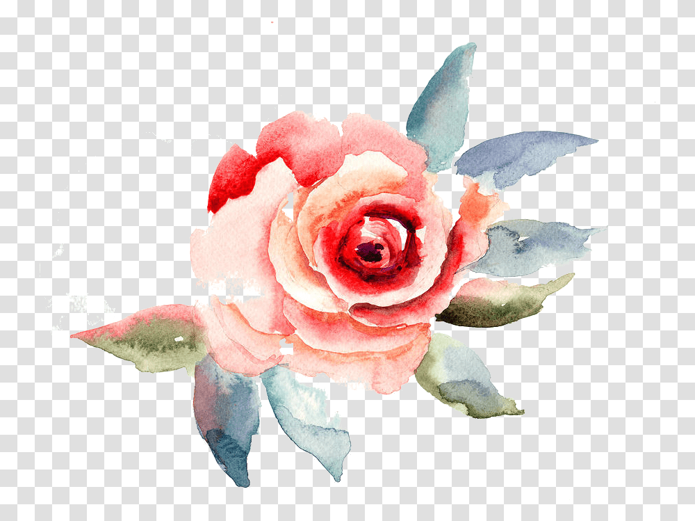 Travelling To Infinity Rose Flower Illustration, Plant, Blossom, Petal, Accessories Transparent Png
