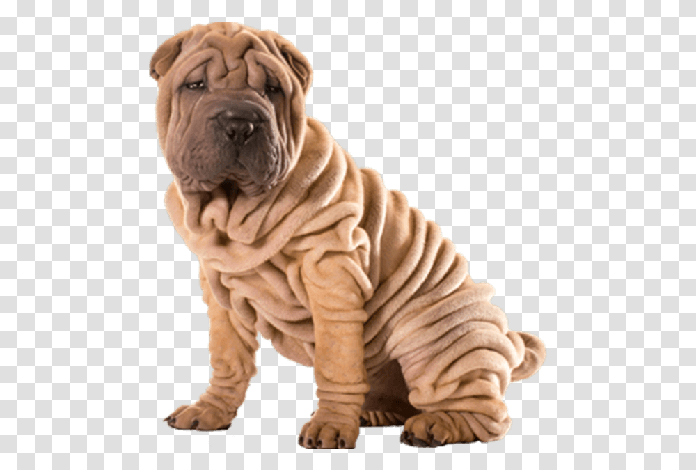Treatment For Lines & Wrinkles Damira Dental Skin Fold Dog, Person, Human, Pet, Animal Transparent Png