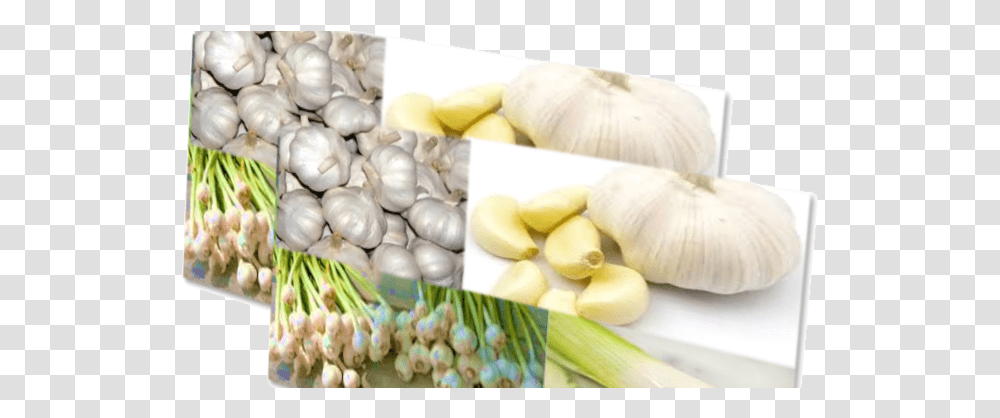 Treatment Of Diseases With Garlic Elephant Garlic, Plant, Vegetable, Food, Produce Transparent Png
