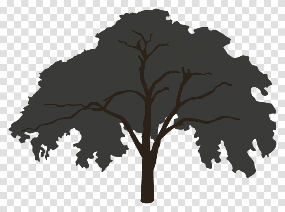 Tree 960, Plant, Tree Trunk, Oak, Silhouette Transparent Png