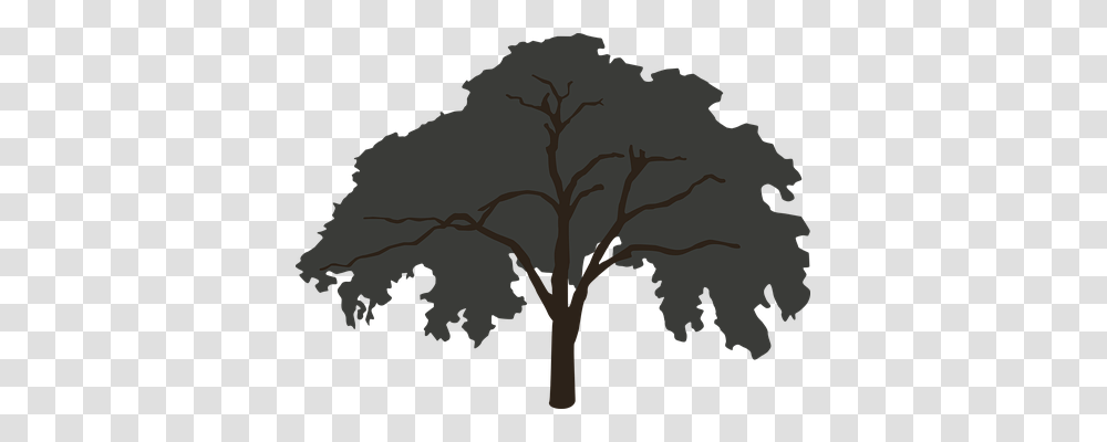 Tree Nature, Plant, Oak, Tree Trunk Transparent Png