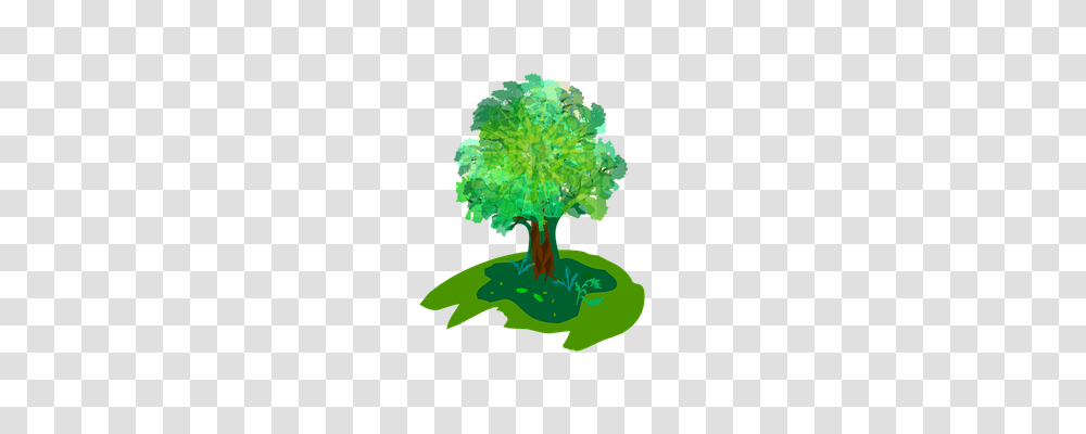 Tree Plant, Broccoli, Vegetable, Food Transparent Png