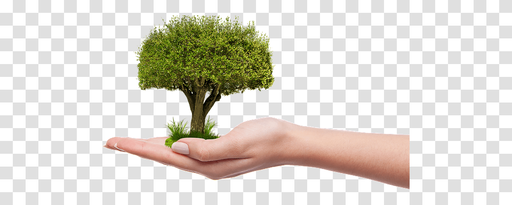 Tree Nature, Potted Plant, Vase, Jar Transparent Png