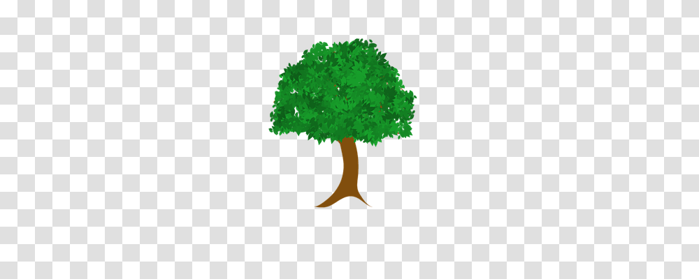 Tree Nature, Plant, Vegetation, Maple Transparent Png
