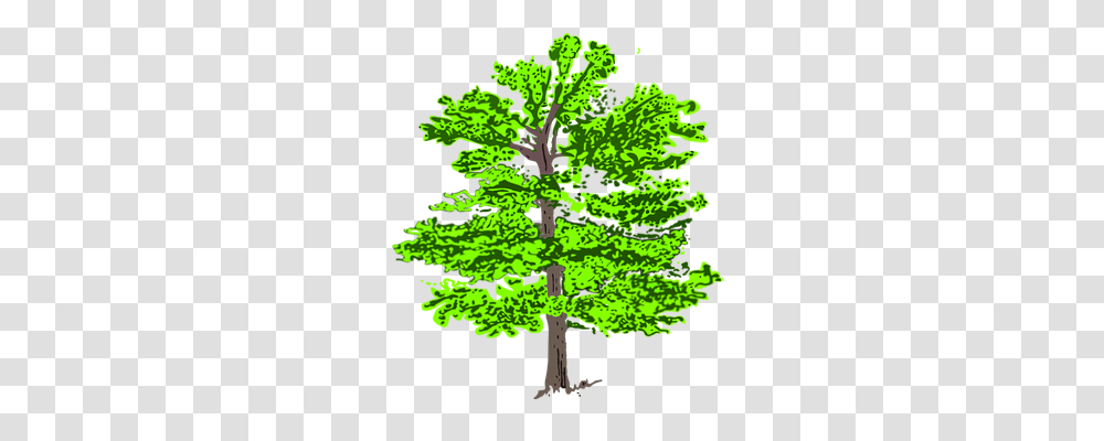 Tree Nature, Plant, Conifer, Pine Transparent Png