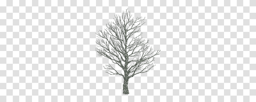 Tree Holiday, Plant, Bonsai, Potted Plant Transparent Png