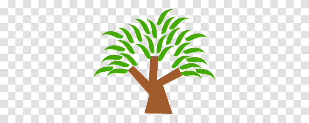 Tree Nature, Plant, Palm Tree, Arecaceae Transparent Png
