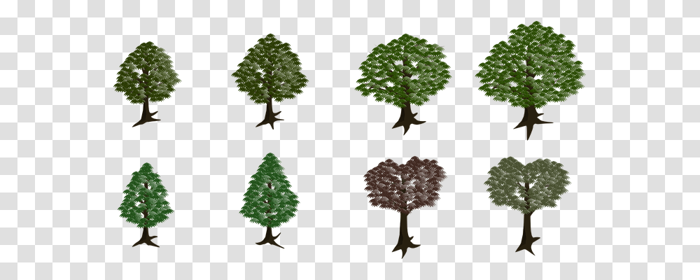 Tree Nature, Plant, Conifer, Pine Transparent Png