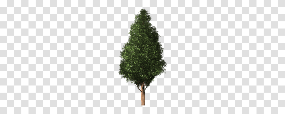 Tree Nature, Plant, Vegetation, Conifer Transparent Png