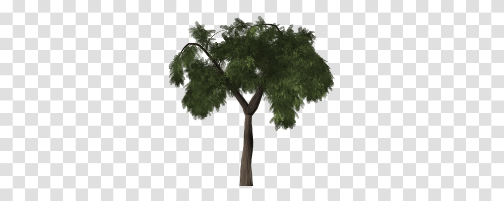 Tree Nature, Plant, Tree Trunk, Maple Transparent Png