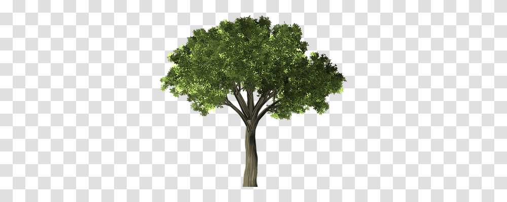 Tree Nature, Plant, Oak, Vegetation Transparent Png
