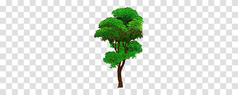 Tree Nature, Vegetation, Plant, Land Transparent Png