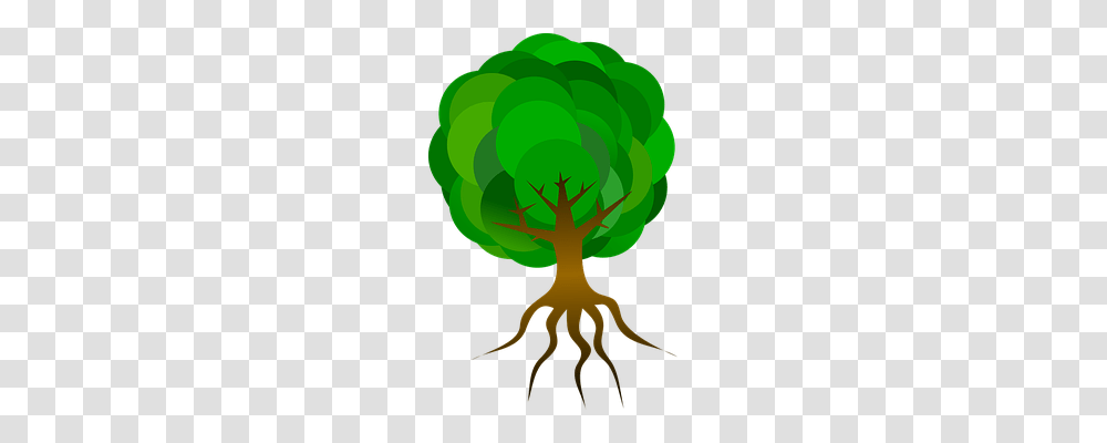 Tree Technology, Plant, Root, Food Transparent Png