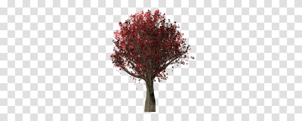 Tree Nature, Plant, Maple, Flower Transparent Png