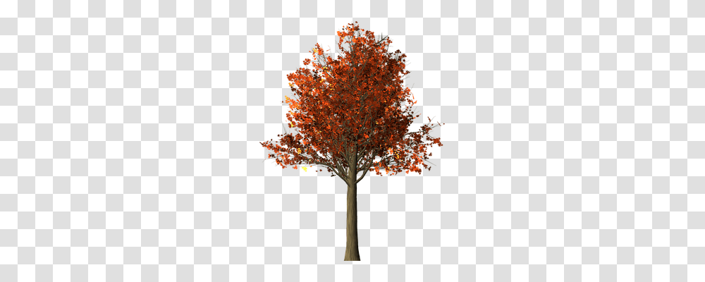 Tree Nature, Plant, Maple, Leaf Transparent Png