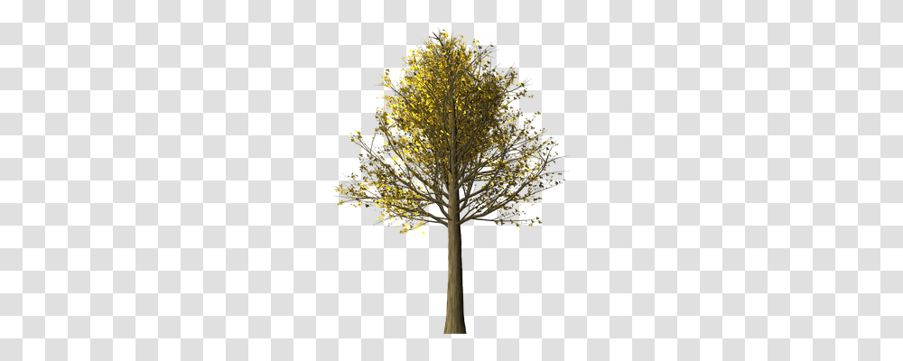 Tree Nature, Plant, Maple, Tree Trunk Transparent Png