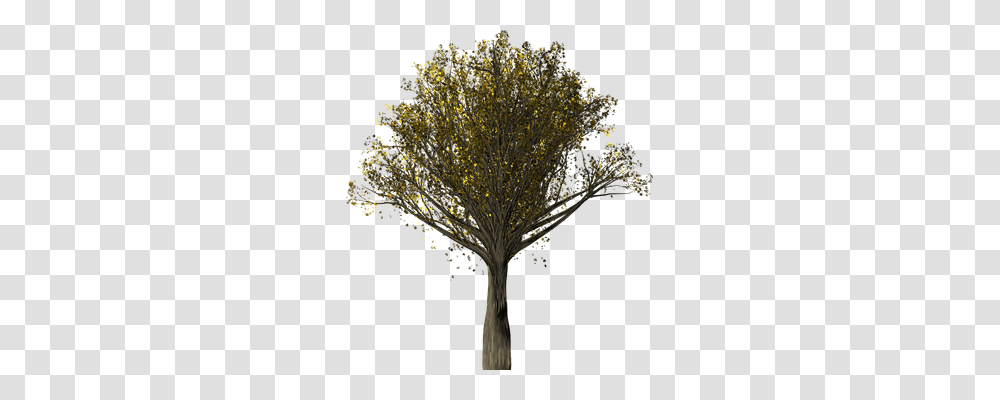 Tree Nature, Plant, Tree Trunk, Flower Transparent Png