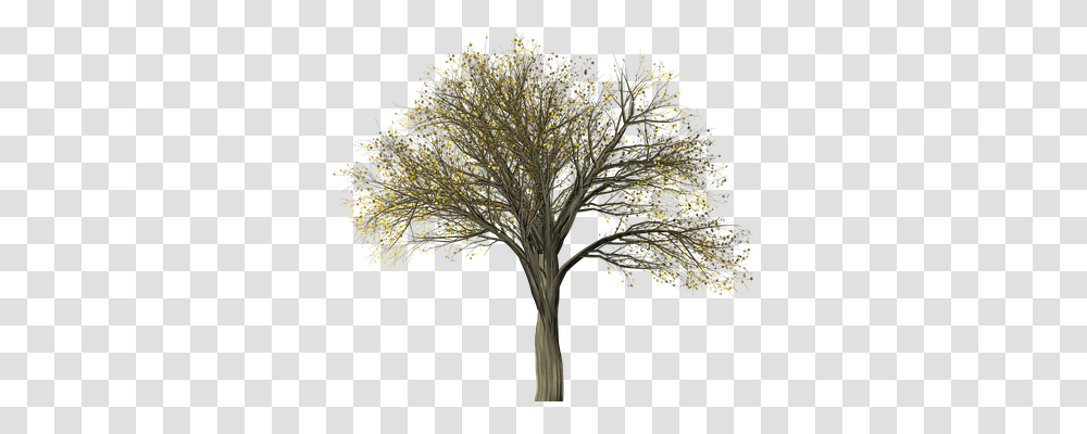 Tree Nature, Plant, Flower, Blossom Transparent Png