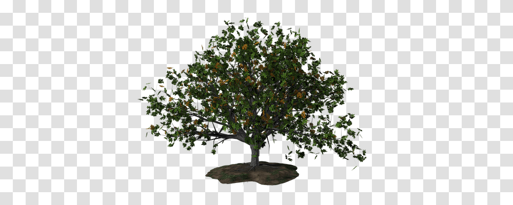 Tree Nature, Plant, Oak, Maple Transparent Png