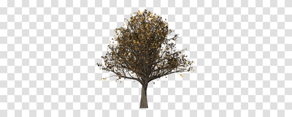 Tree Nature, Plant, Tree Trunk, Maple Transparent Png