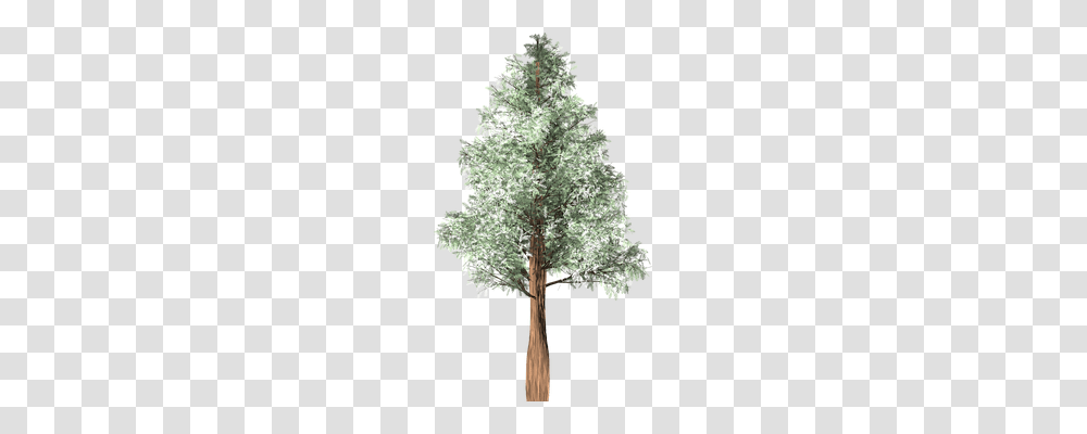 Tree Nature, Plant, Vegetation, Woodland Transparent Png