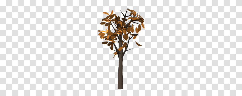 Tree Nature, Plant, Flower, Blossom Transparent Png