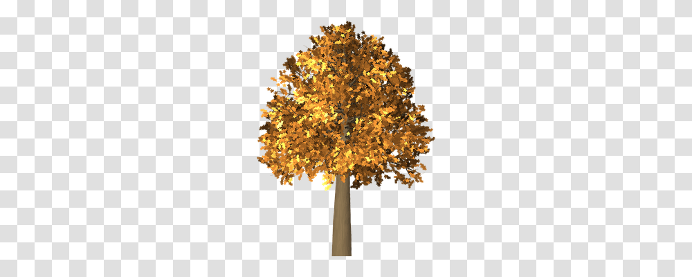 Tree Nature, Plant, Maple, Ornament Transparent Png