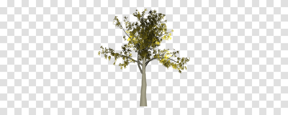 Tree Nature, Plant, Maple, Cross Transparent Png