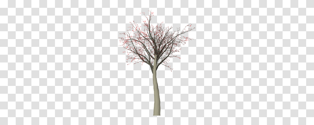 Tree Nature, Plant, Anther, Flower Transparent Png