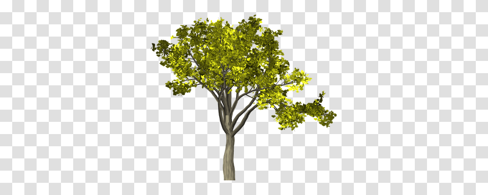 Tree Nature, Plant, Flower, Blossom Transparent Png