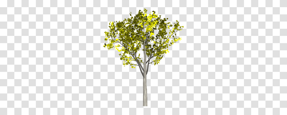 Tree Nature, Plant, Tree Trunk, Leaf Transparent Png