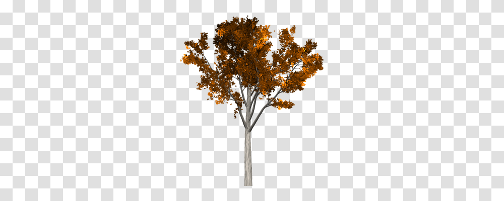 Tree Nature, Plant, Maple, Leaf Transparent Png