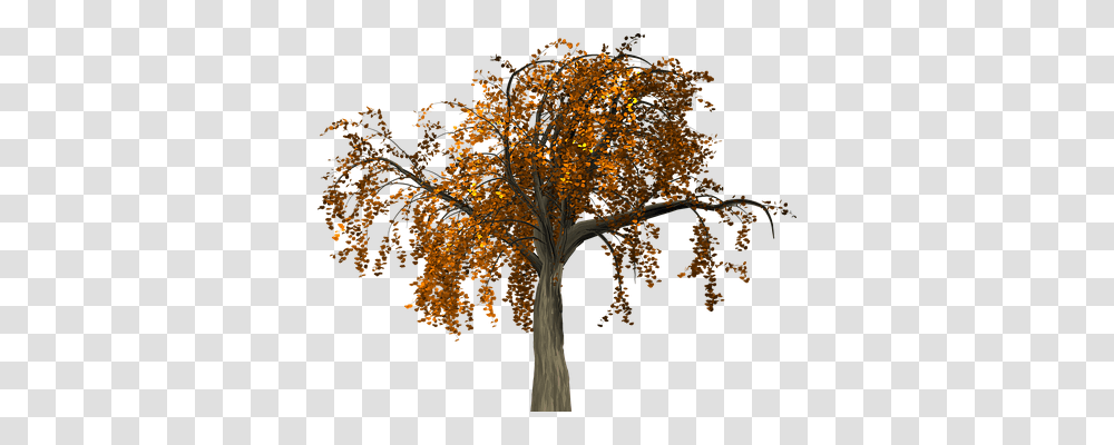 Tree Nature, Plant, Maple, Tree Trunk Transparent Png