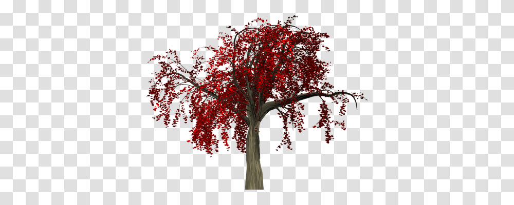 Tree Nature, Plant, Maple, Leaf Transparent Png