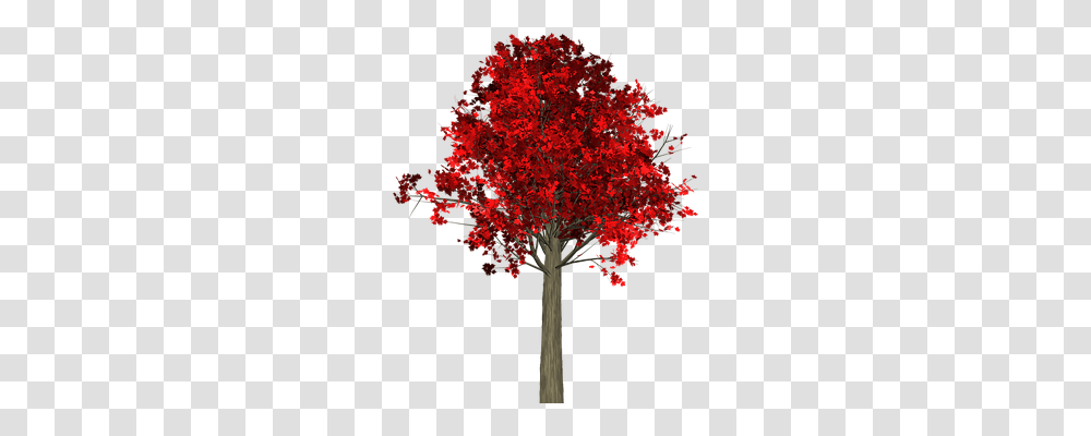 Tree Nature, Plant, Maple, Cross Transparent Png